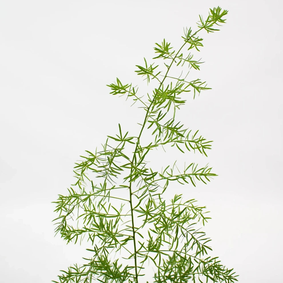 Sprengeri Greenery - alternative 2