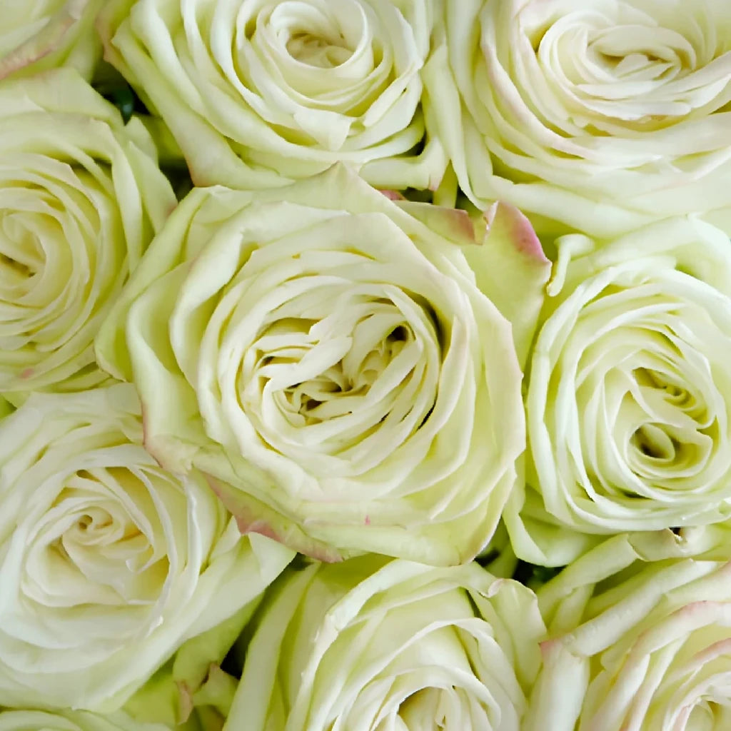 Green Tea Roses Standard - alternative 1