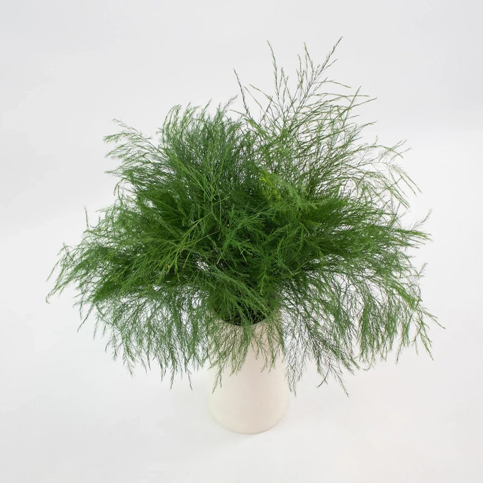 Tree Fern Greenery - alternative 1