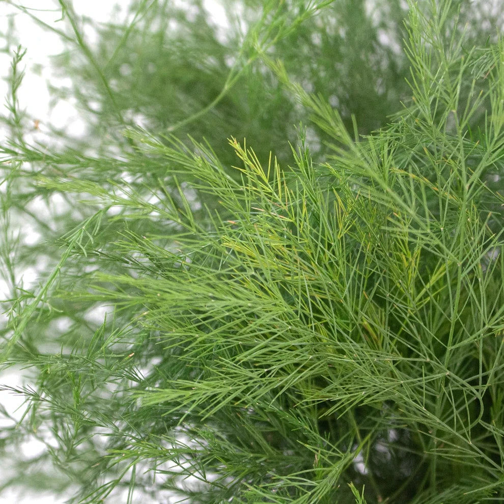 Tree Fern Greenery - alternative 2