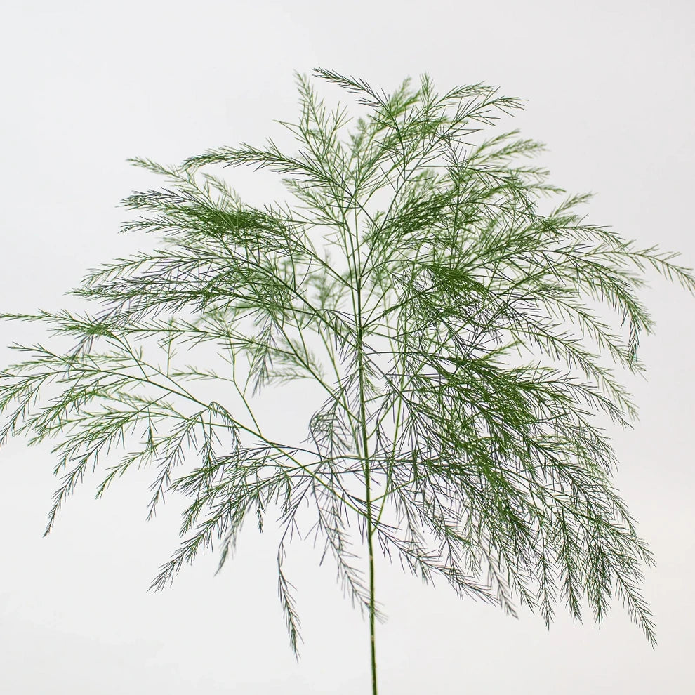 Tree Fern Greenery - main