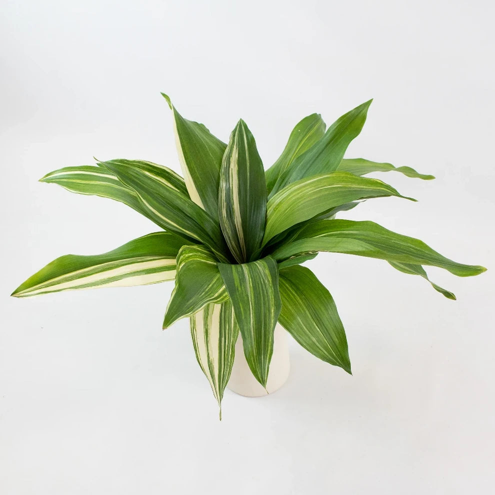 Aspidistra Variegated Greenery - alternative 1