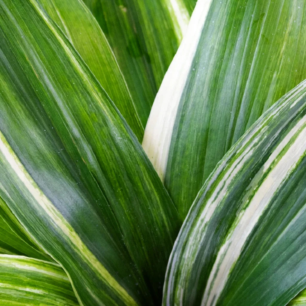 Aspidistra Variegated Greenery - alternative 2