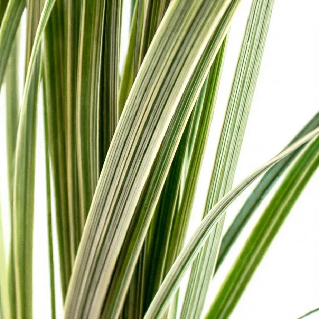 Lily Grass Variegated Greenery - main