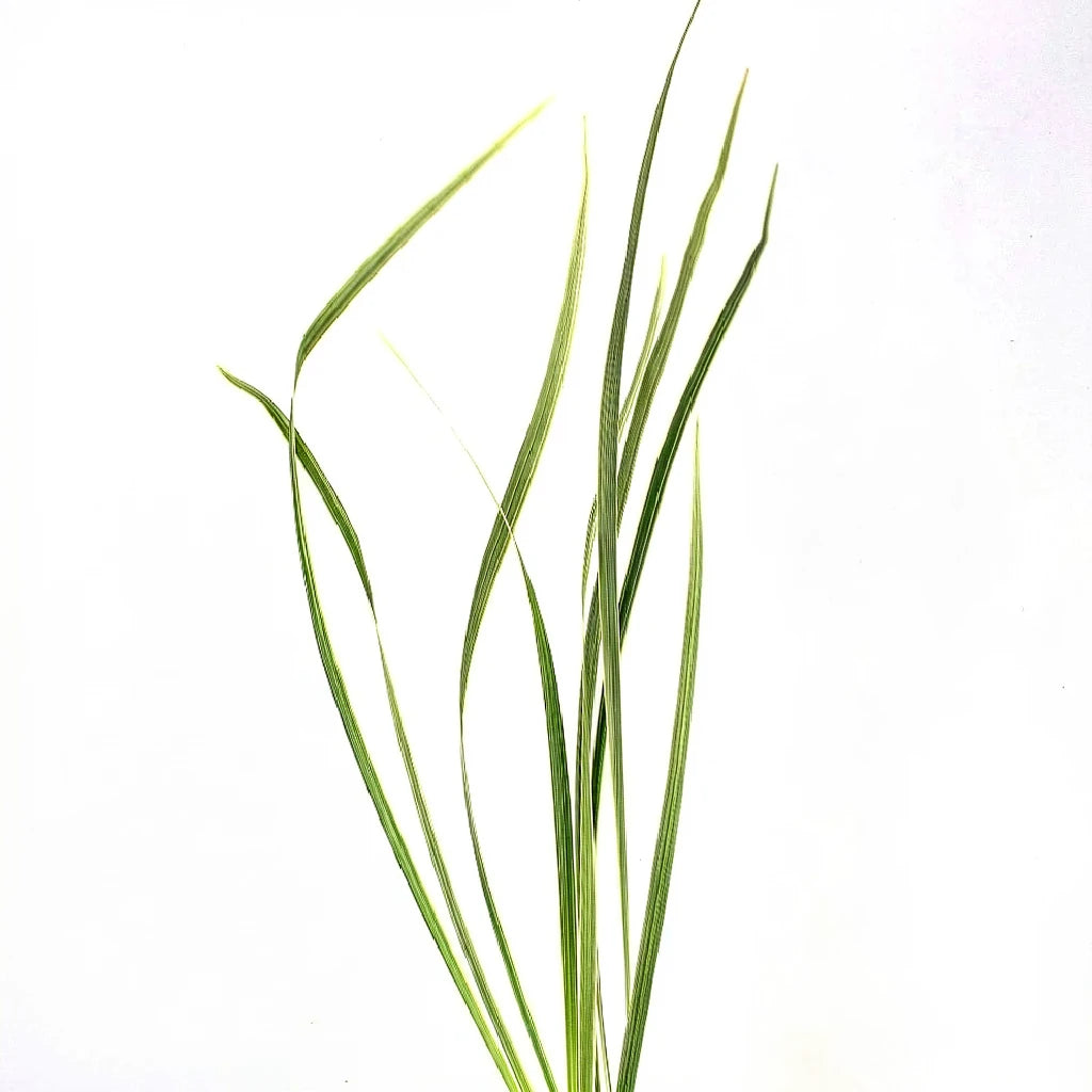 Lily Grass Variegated Greenery - alternative 1