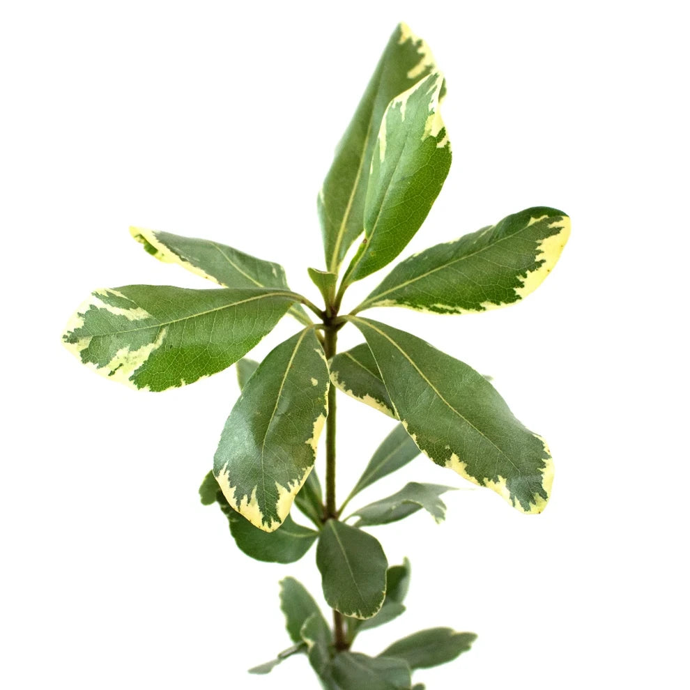Pittosporum Variegated Greenery - alternative 2