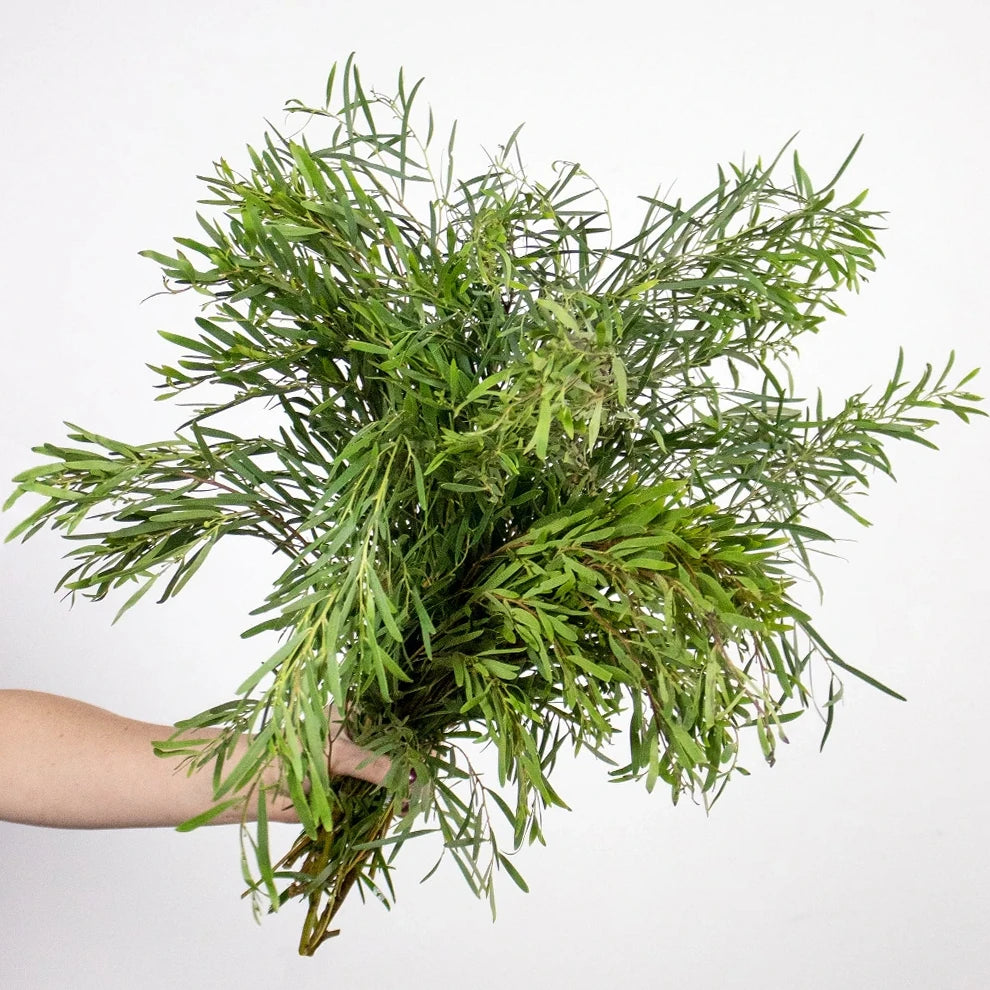 Eucalyptus Feather Greenery - alternative 2
