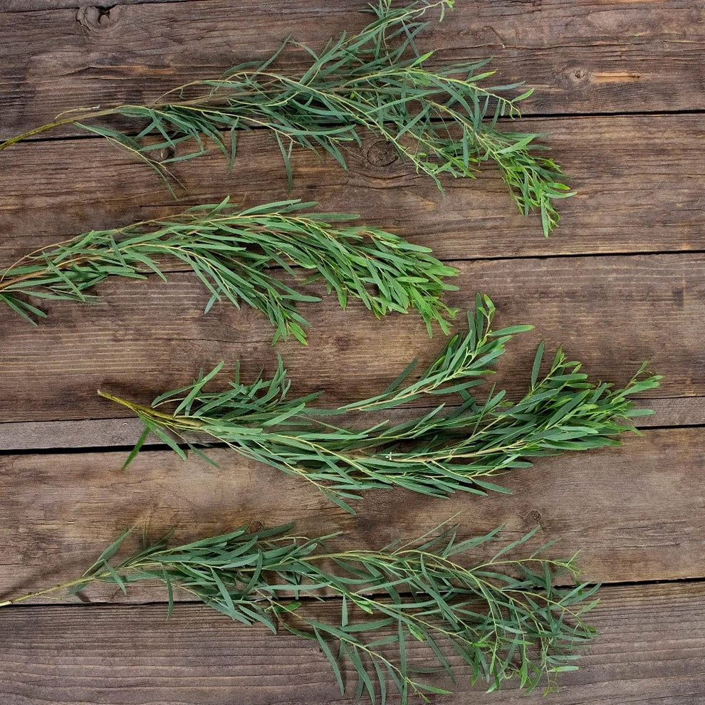 Eucalyptus Feather Greenery - main