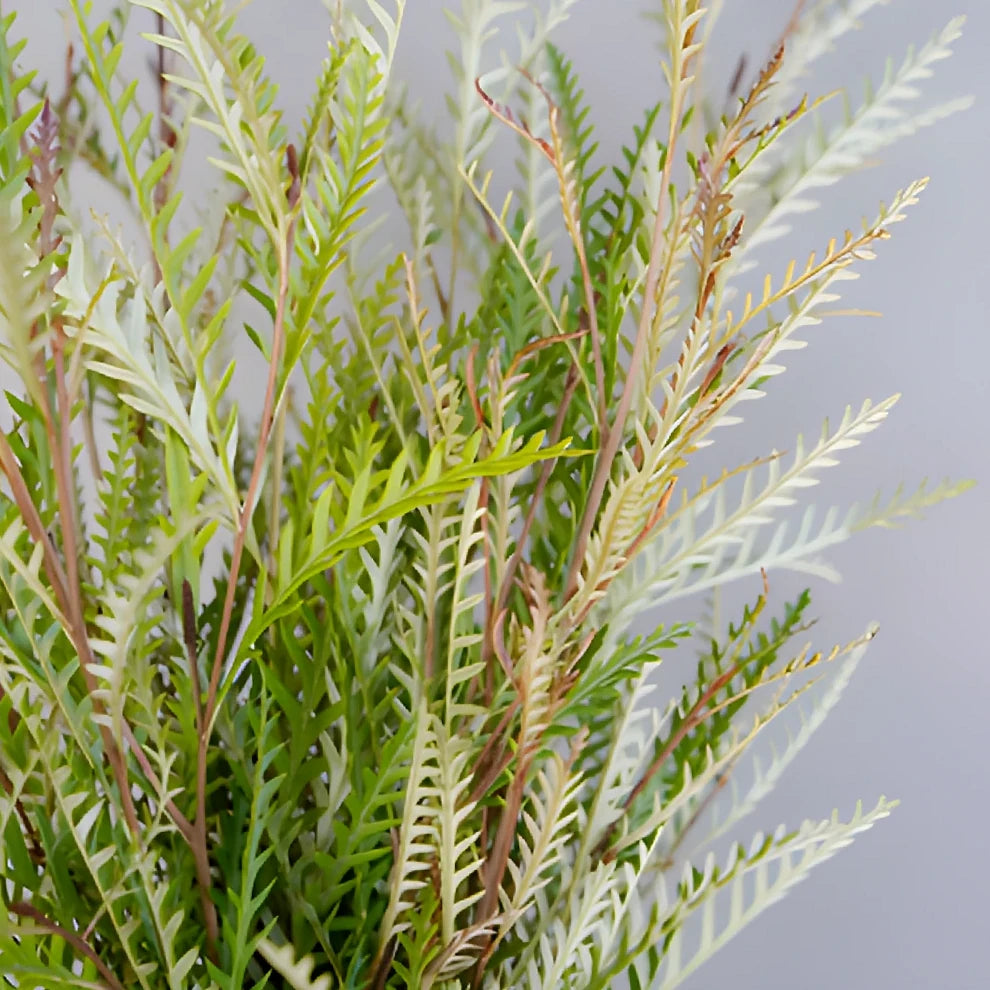 Grevillia Greenery - alternative 2