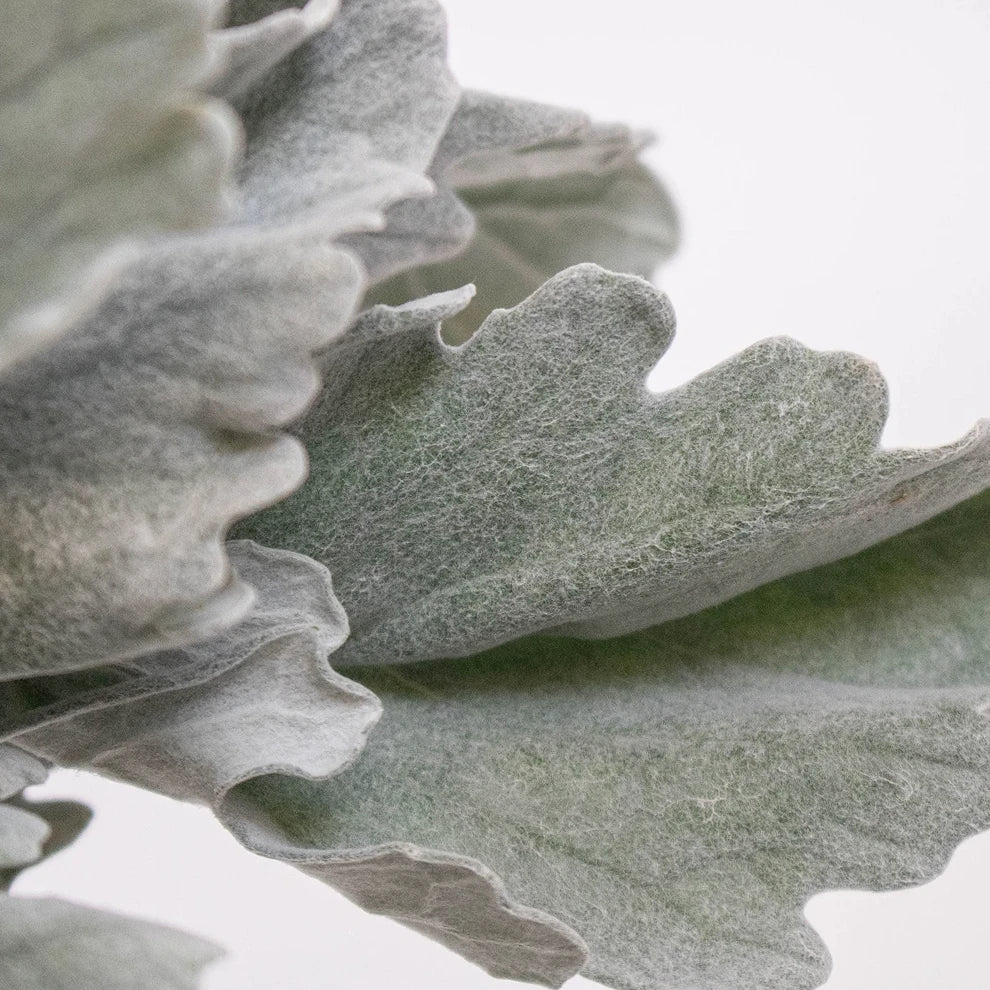 Dusty Miller Wide Greenery - alternative 2