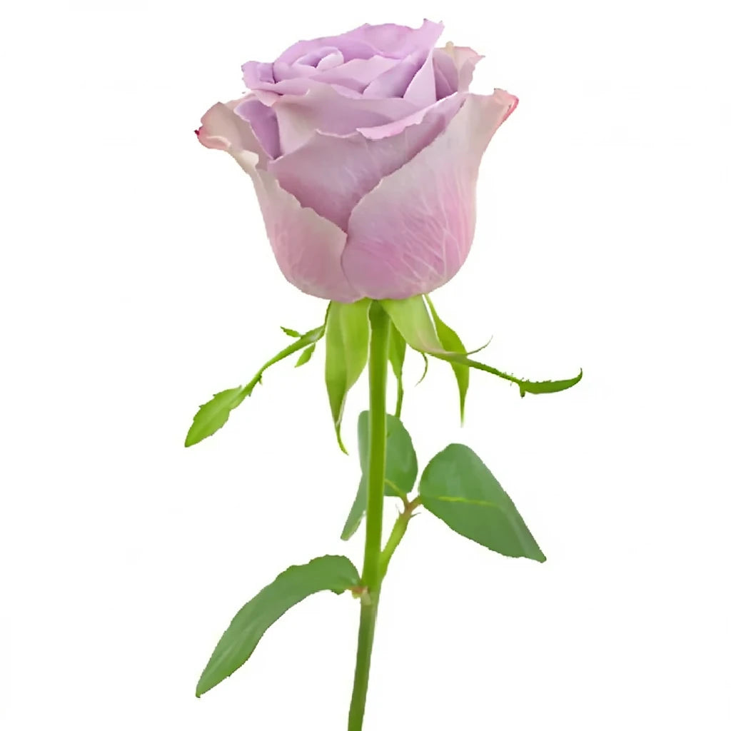 Grey Knights Roses Standard - main