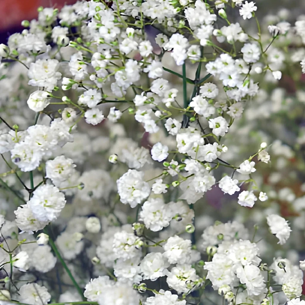 Baby's Breath Garland - White - alternative 1