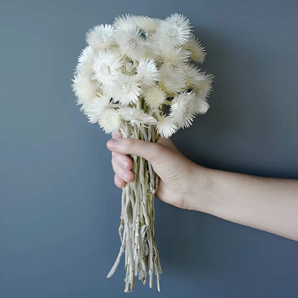 Bleached Straw flower Dried - alternative 2