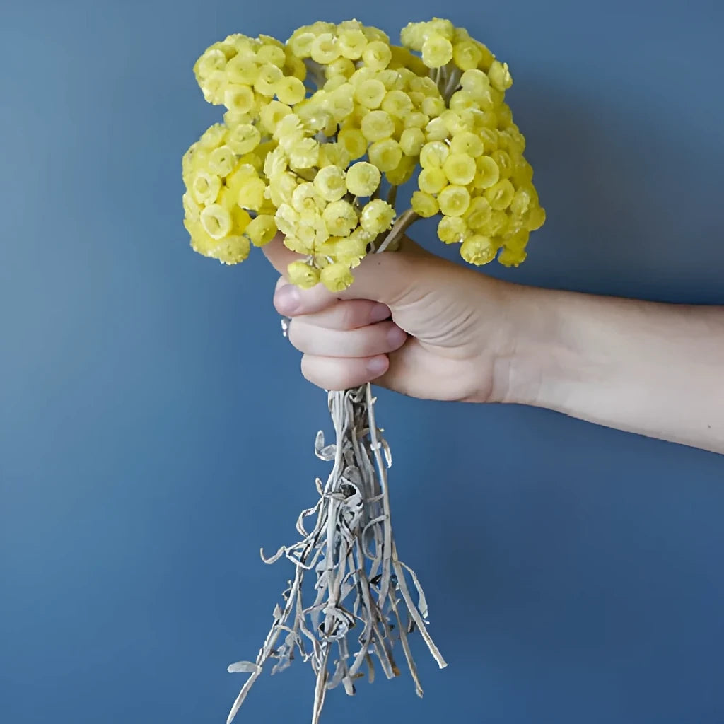 Helichrysum Italicum Dried - Yellow - main