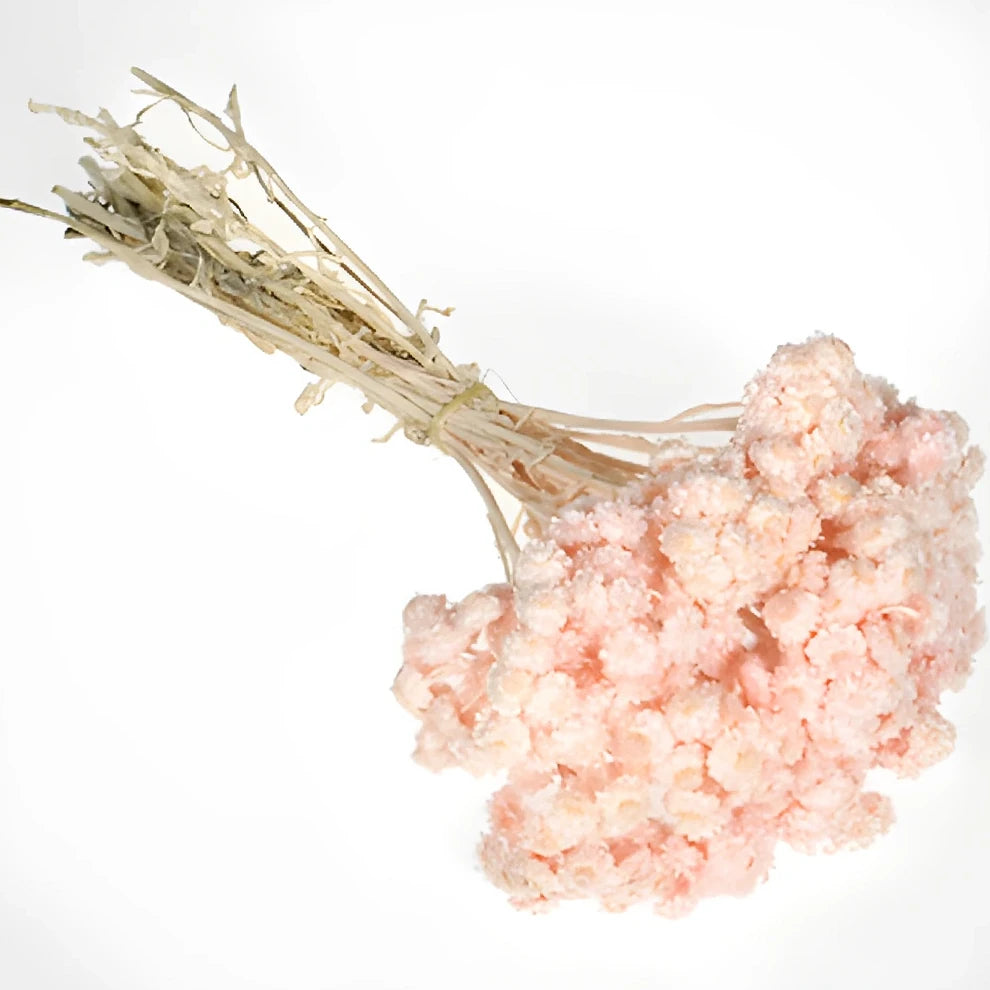 Helichrysum Italicum Dried - Pink - alternative 1