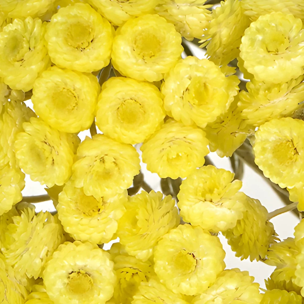 Helichrysum Italicum Dried - Yellow - alternative 3