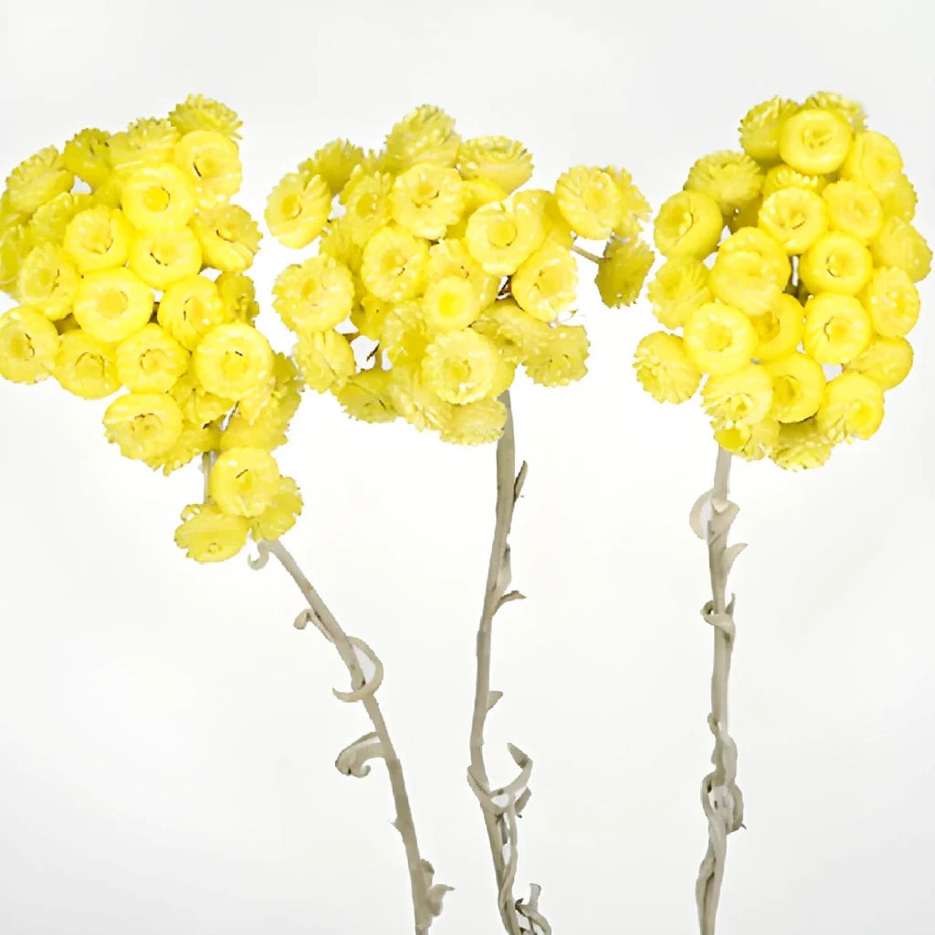 Helichrysum Italicum Dried - Yellow - alternative 4