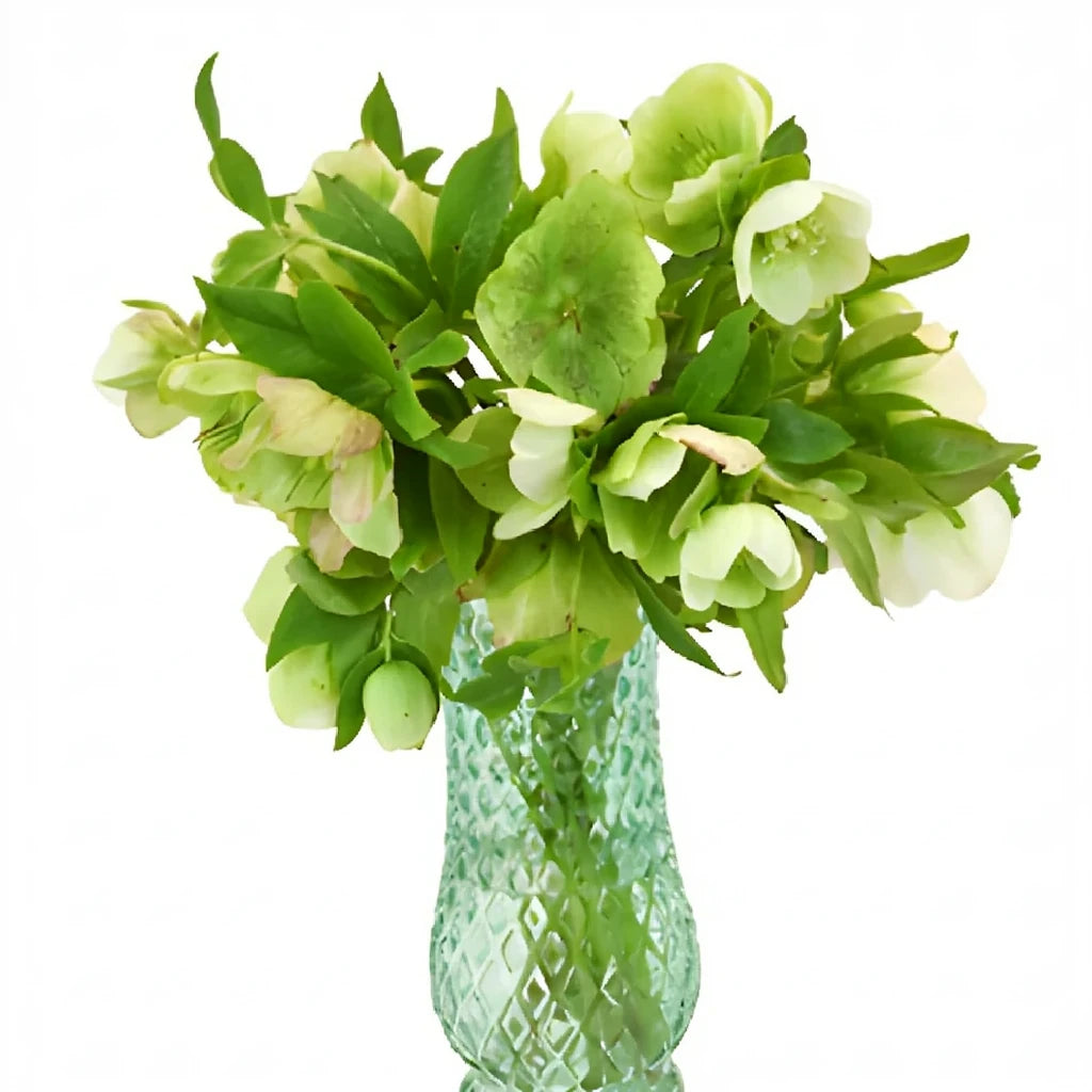 Green Hellebores - alternative 1
