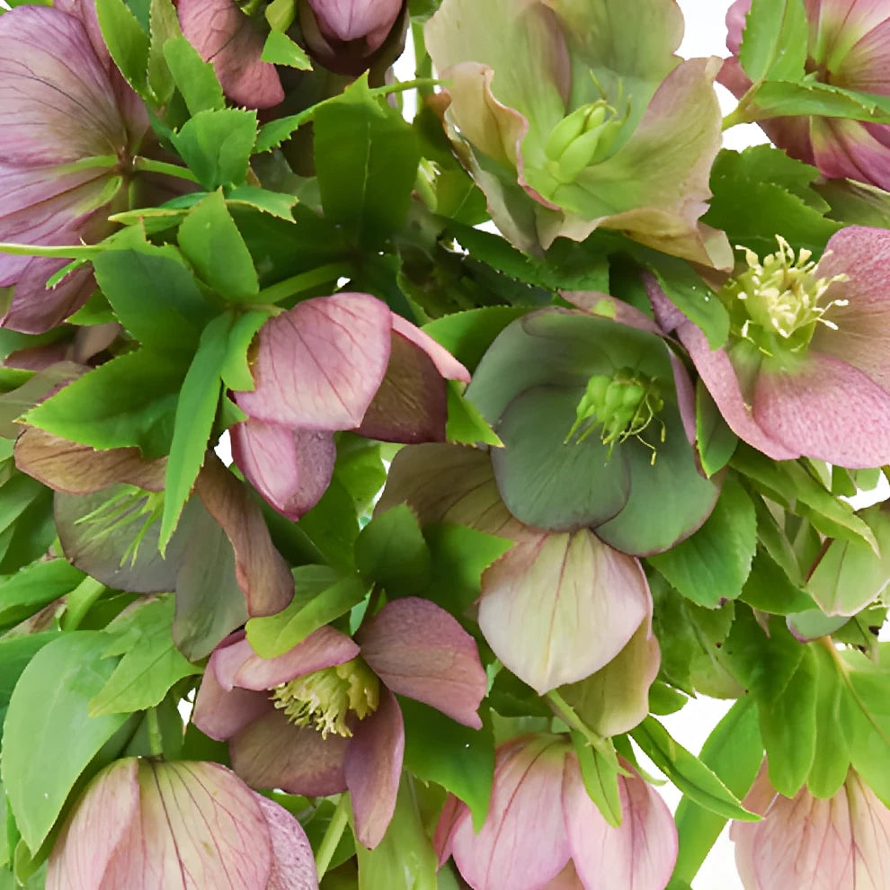 Pink Hellebores - alternative 1