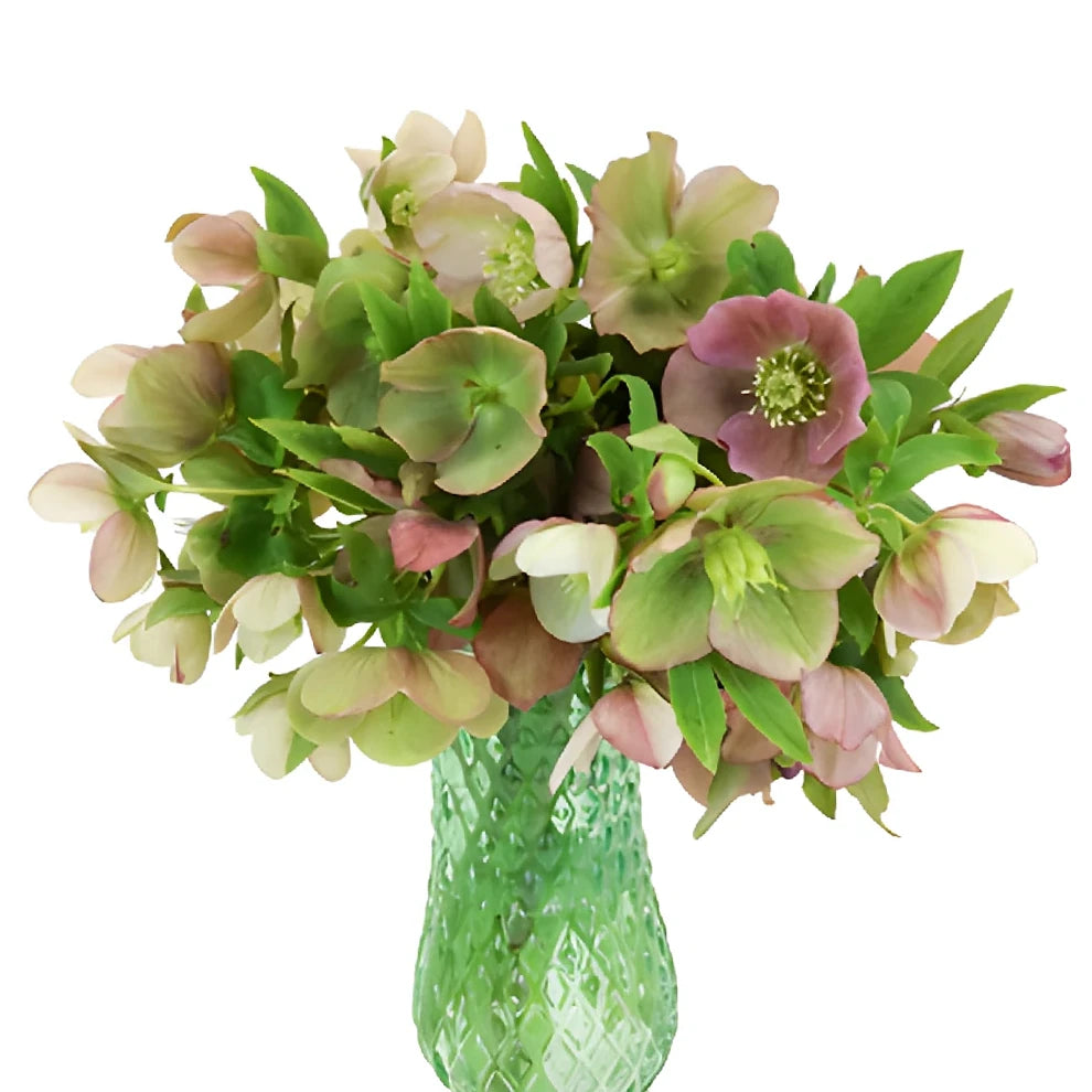 Assorted Hellebores - alternative 1