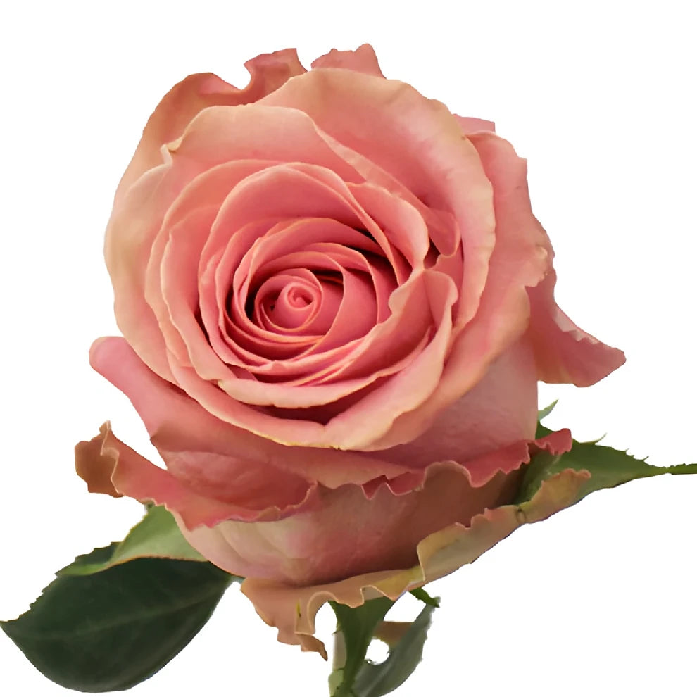 Hermosa Roses Standard - alternative 3