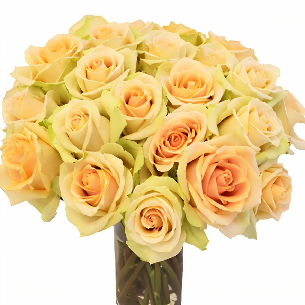 High And Arena Roses Standard - alternative 1