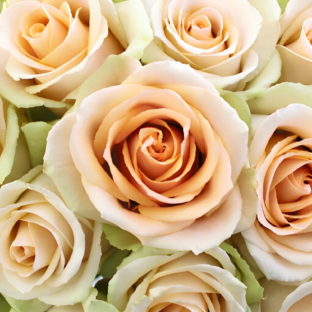 High And Arena Roses Standard - alternative 2