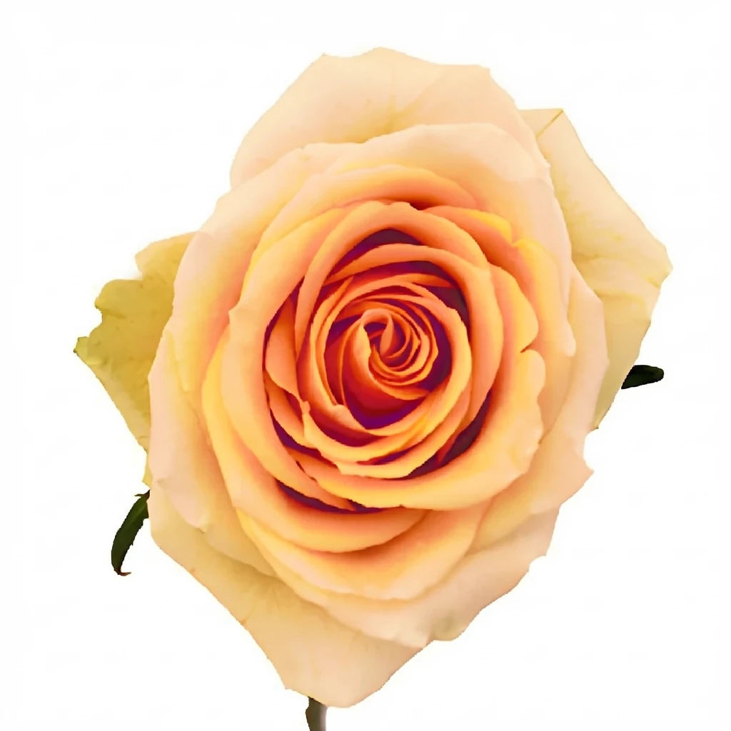 High And Arena Roses Standard - alternative 4