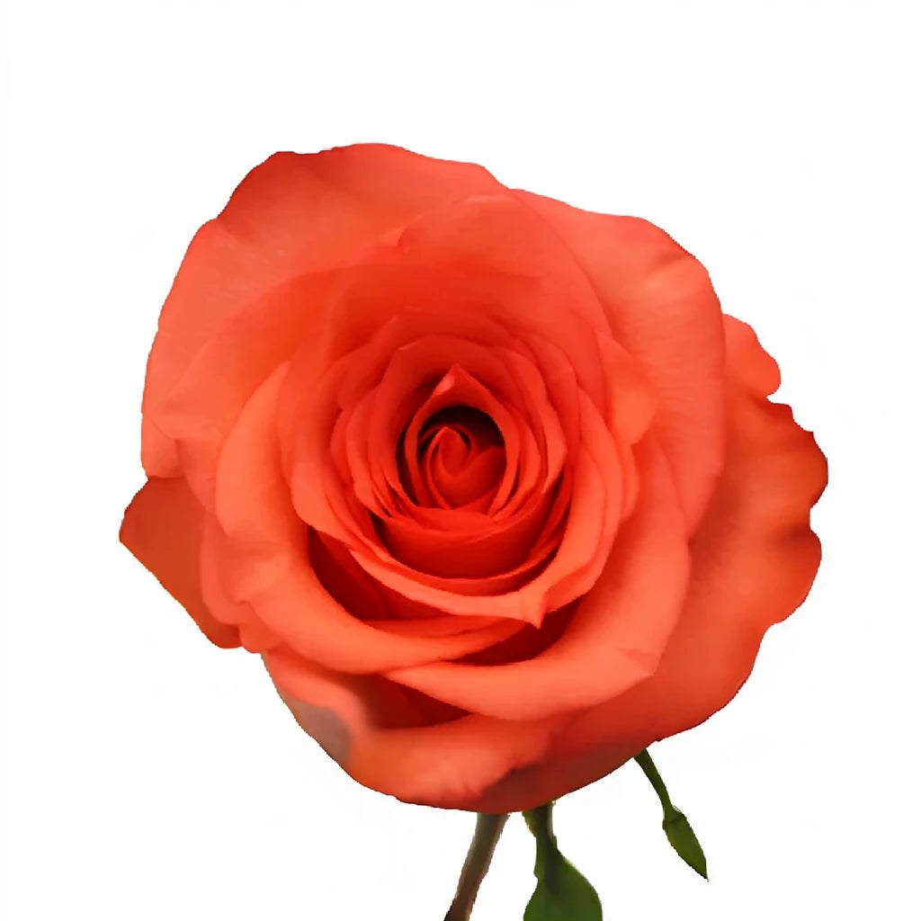 High and Blooming Roses Standard - alternative 1