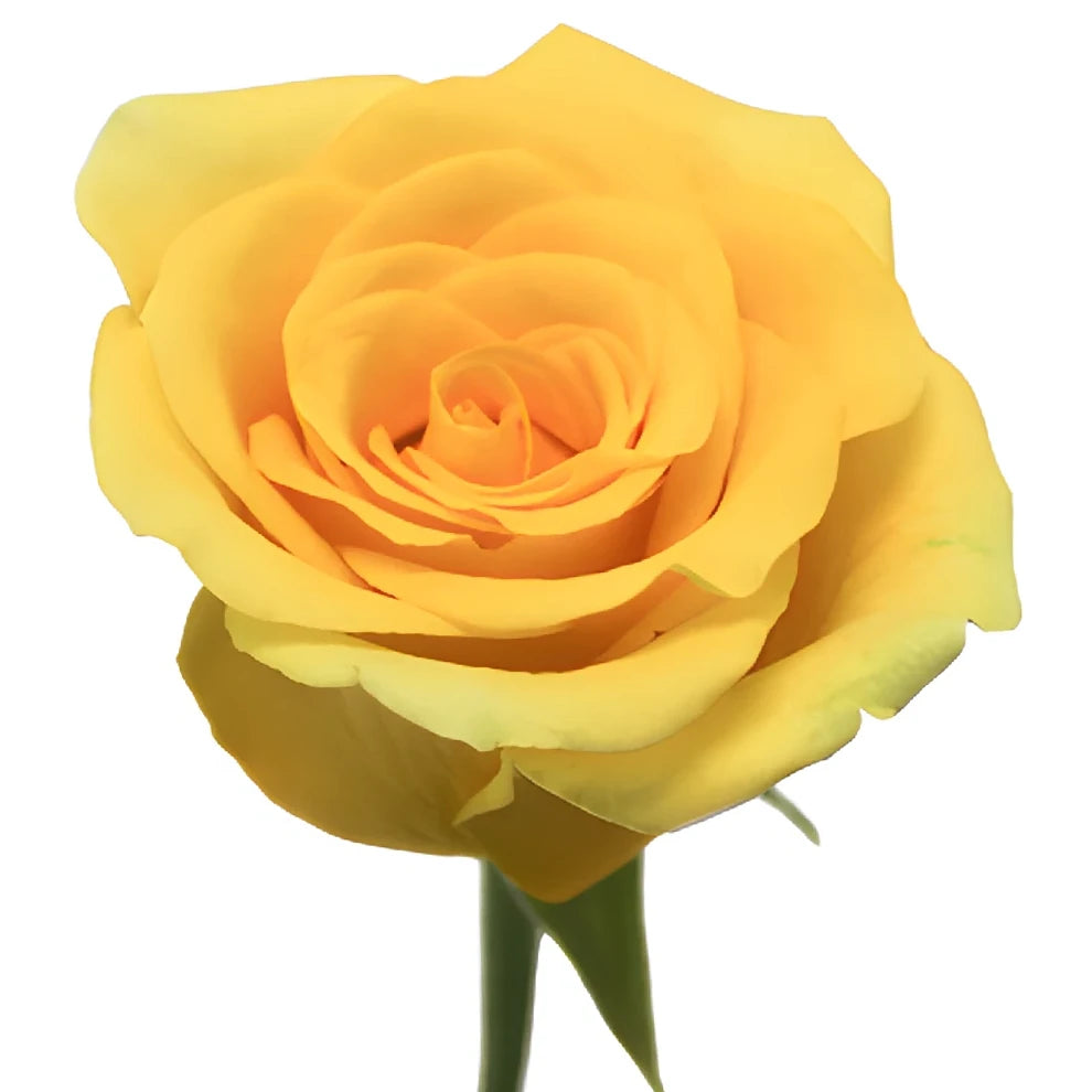 High & Exotic Roses Standard - alternative 1