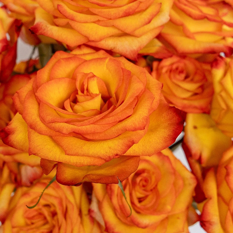 High And Magic Roses Standard - main