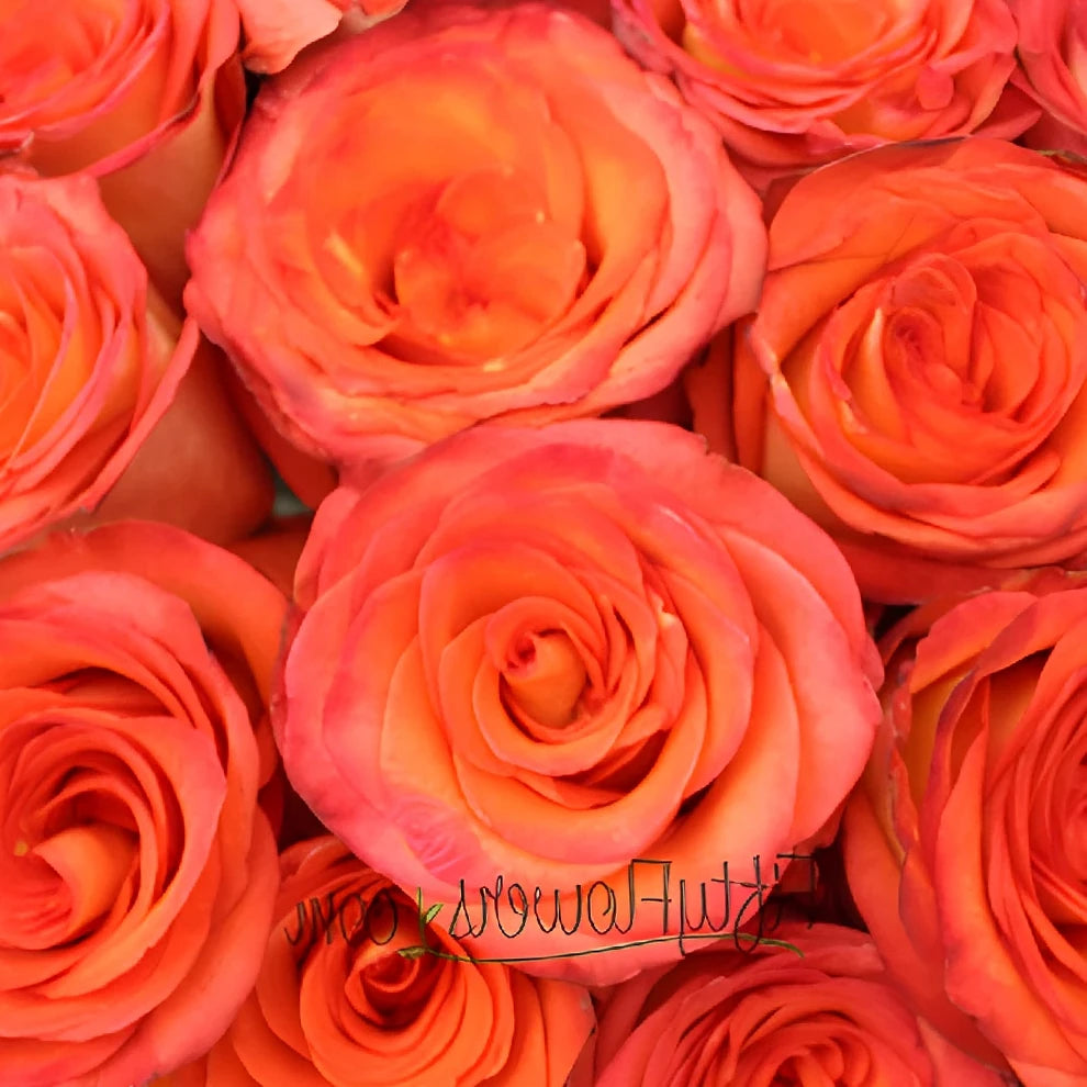 High & Orange Magic Roses Standard - alternative 2