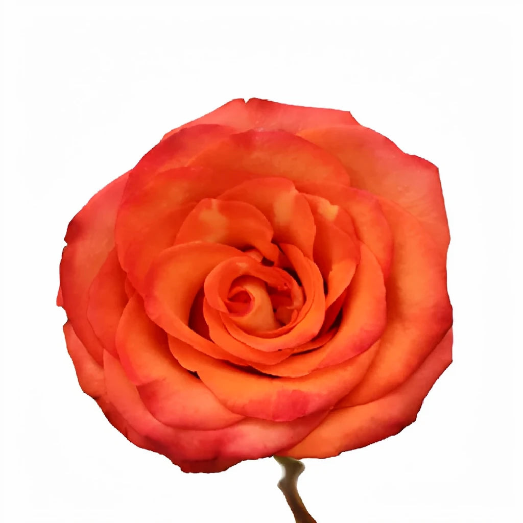 High & Orange Magic Roses Standard - alternative 1