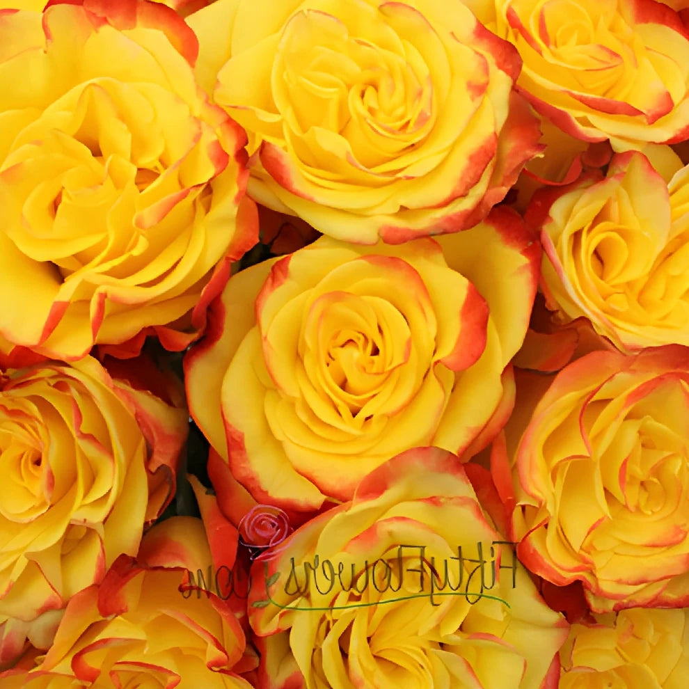 High And Yellow Magic Roses Standard - alternative 1
