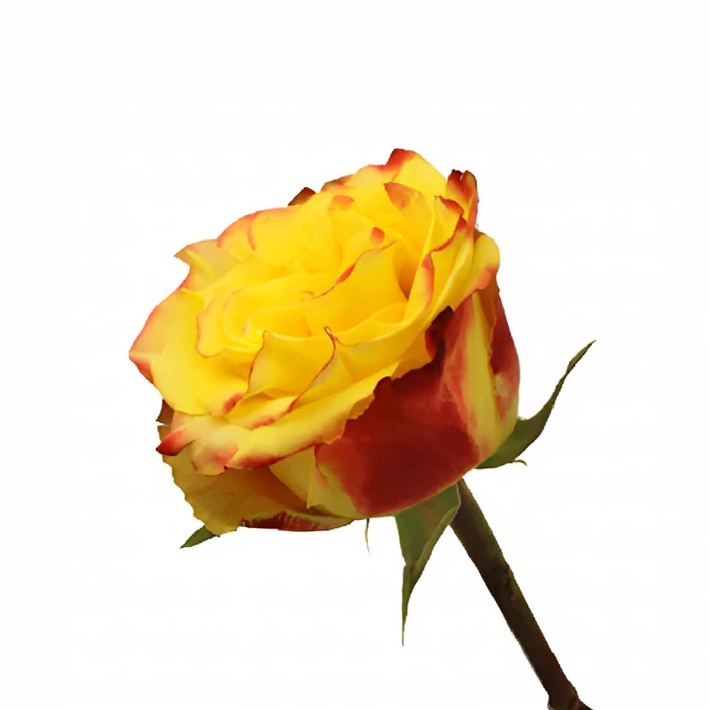 High And Yellow Magic Roses Standard - alternative 2