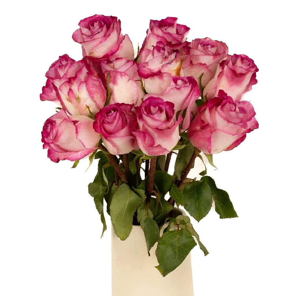 High & Candy Roses Standard - main
