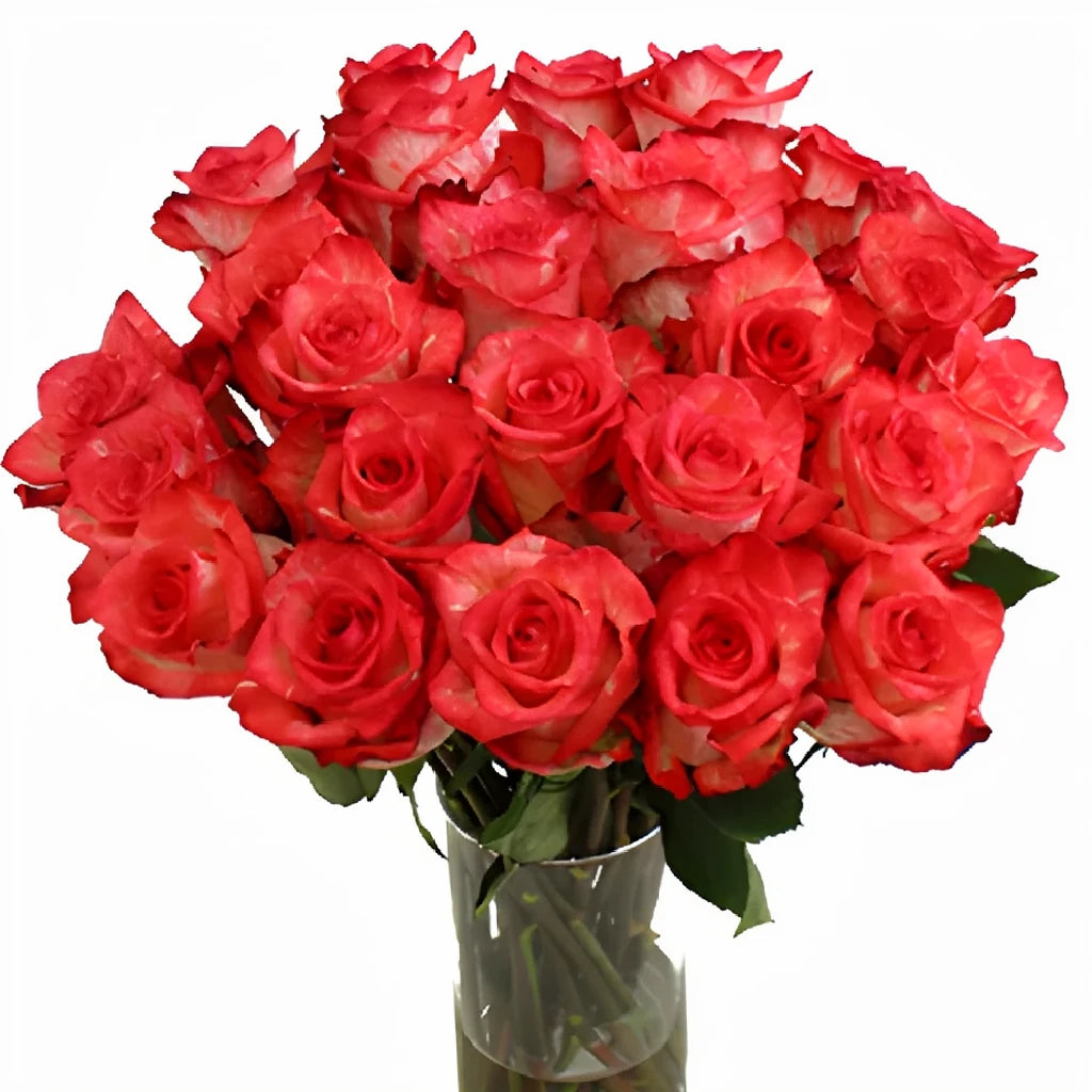 High And Twinkle Roses Standard - alternative 2