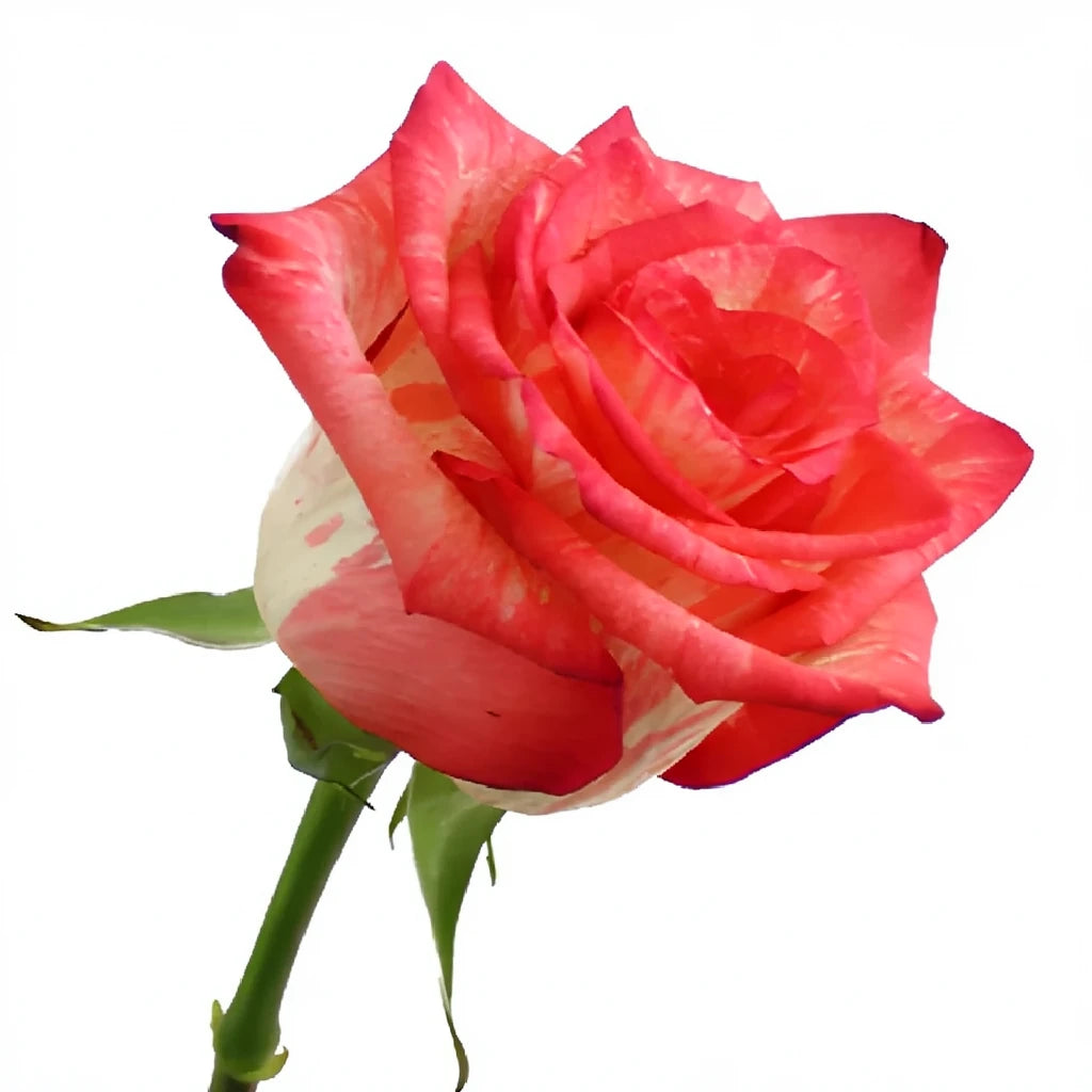 High And Twinkle Roses Standard - main