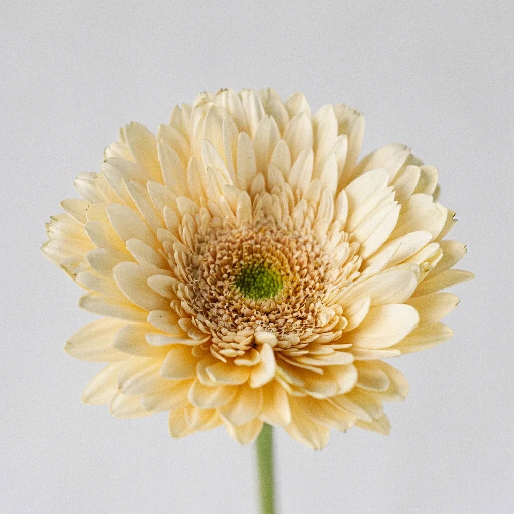 Blush Gerberas - main