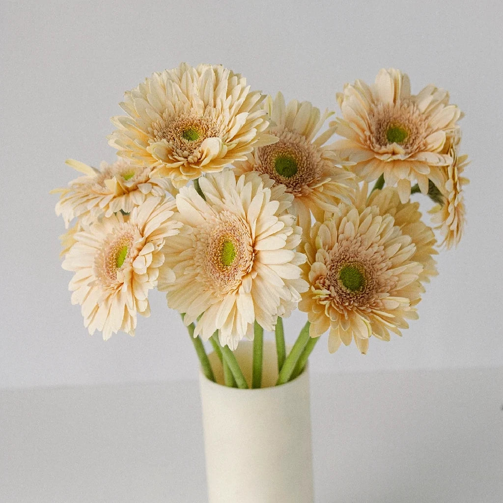 Blush Gerberas - alternative 2