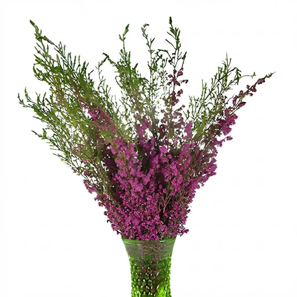Holiday Heather - main