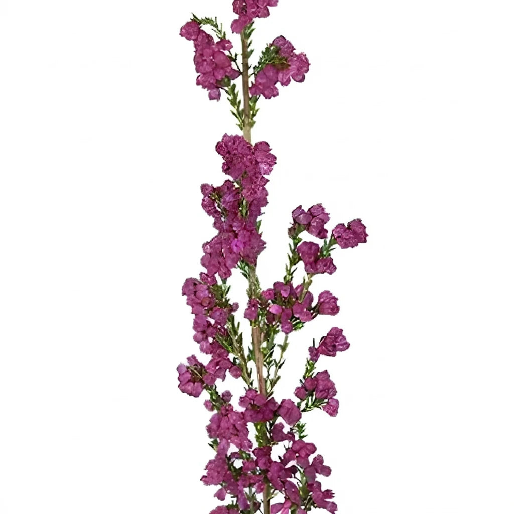 Holiday Heather - alternative 2