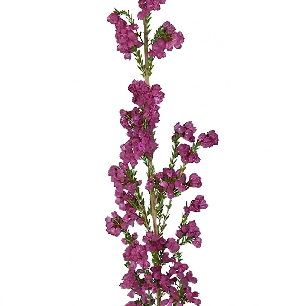 Pink Hot Heather - main