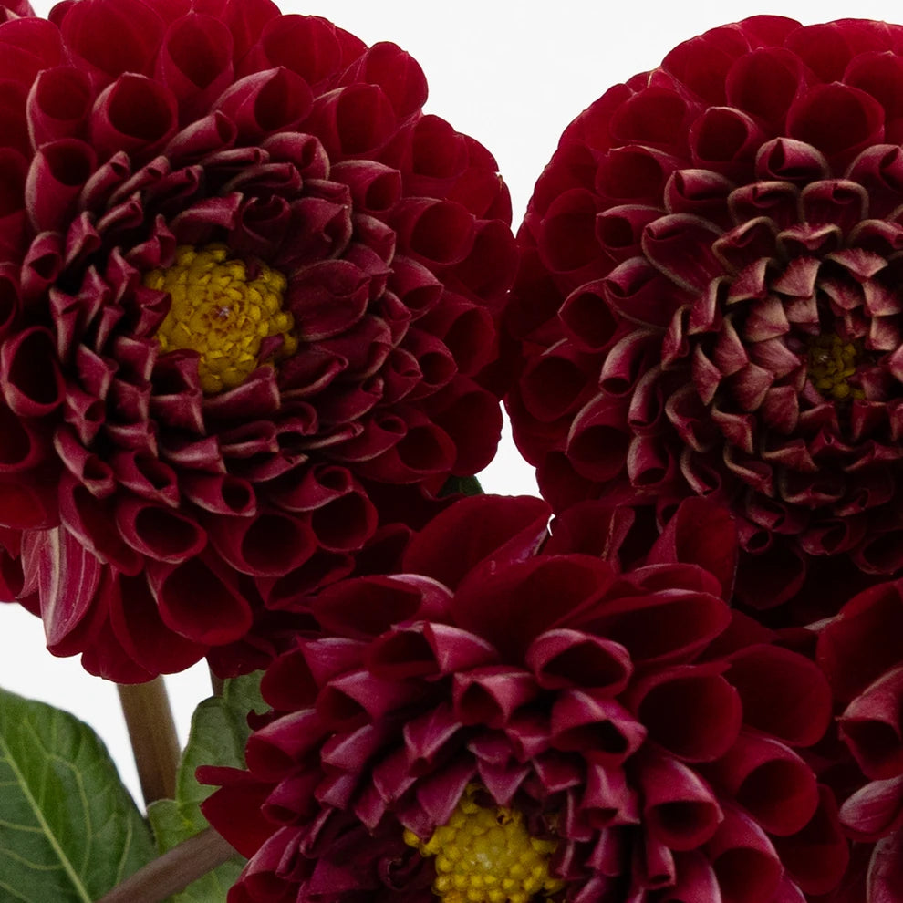 Dark Red Dahlias - alternative 2