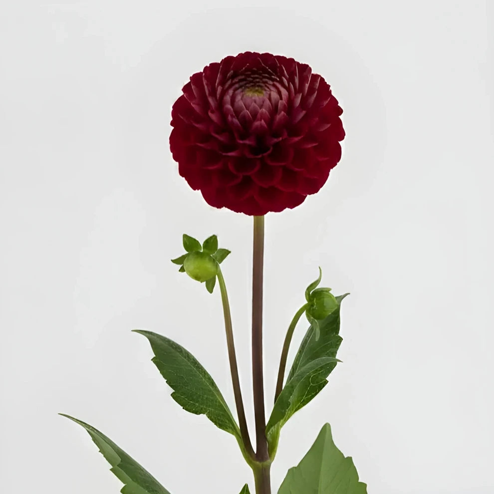 Red Dahlias - alternative 1