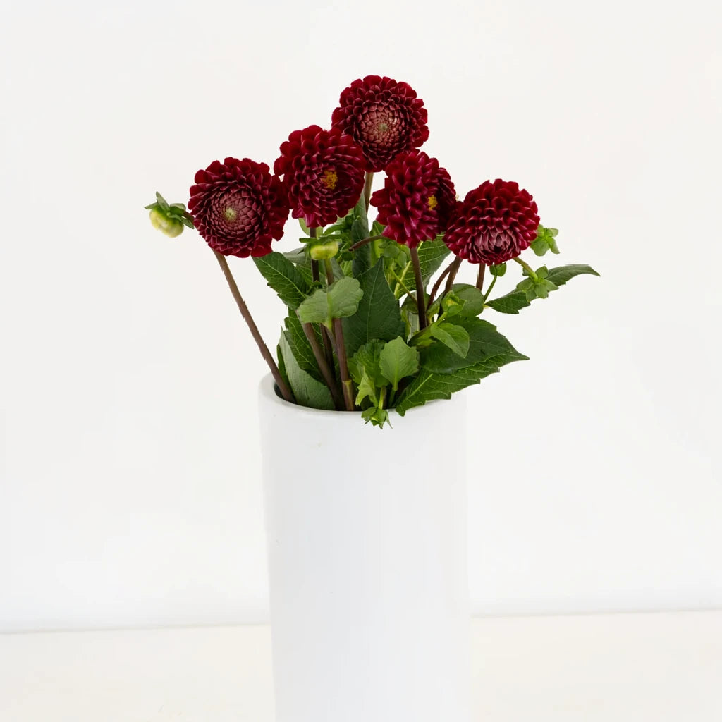 Honeycomb Dahlias - Dark Red - alternative 2