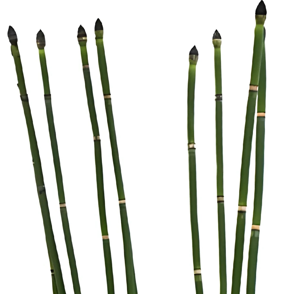 Horsetail Greenery - alternative 1