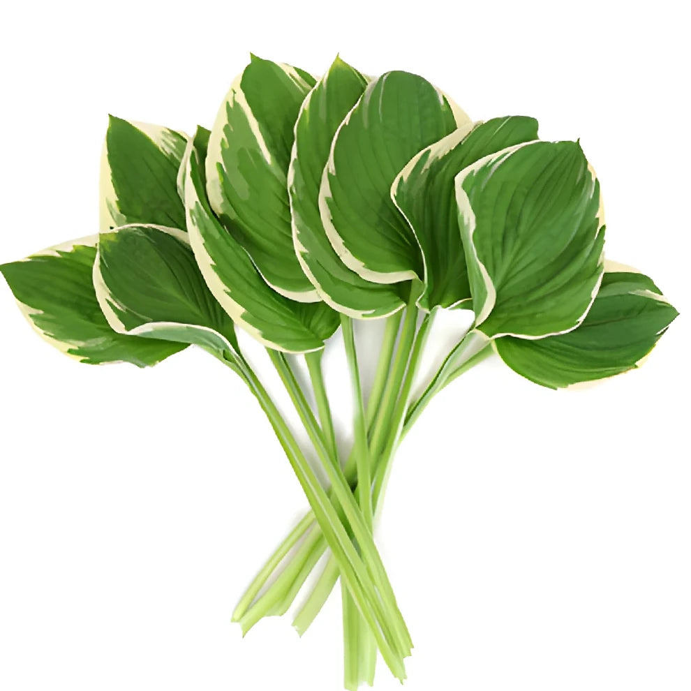 Hosta Leaves Greenery - alternative 2