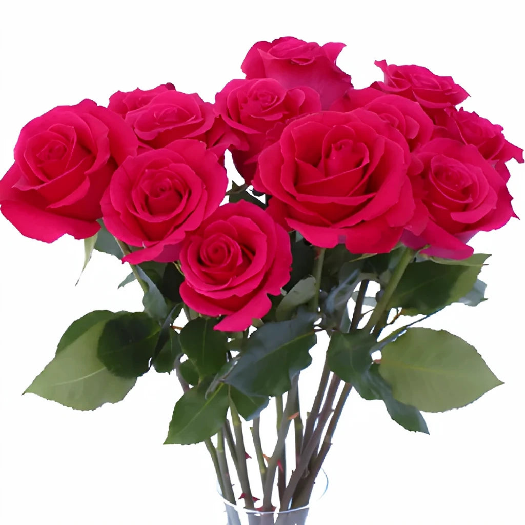 Hot Lady Roses Standard - alternative 1