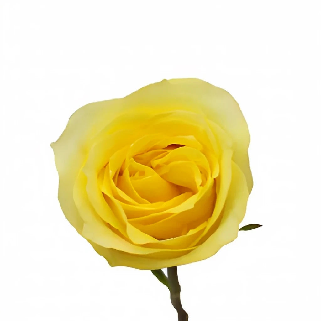Hot Merengue Roses Standard - alternative 2